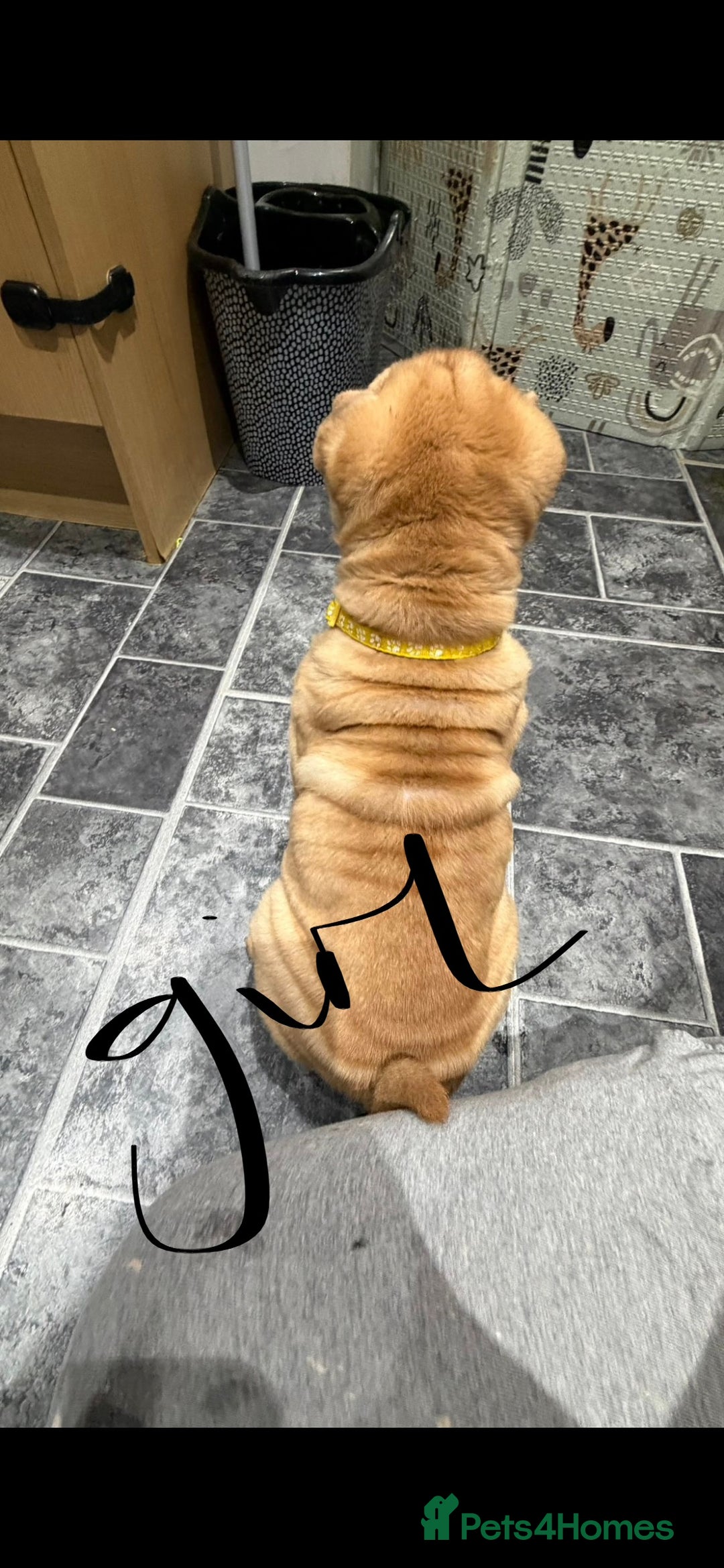Shar Pei dogs for sale: 2 baby’s left… 1 boy & 1 girl left  - Advert 6