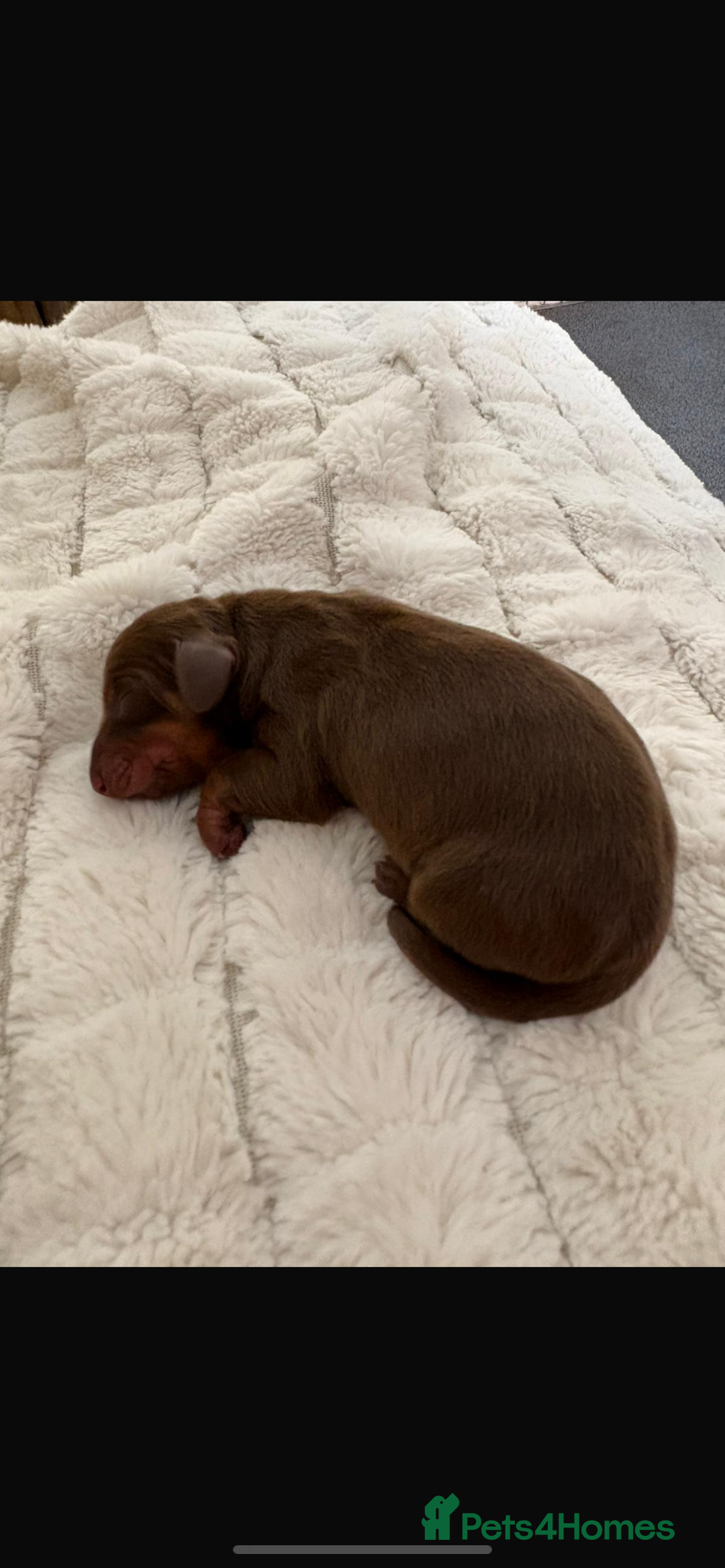 Miniature Dachshund dogs for sale: Miniature dashound  - Image 6