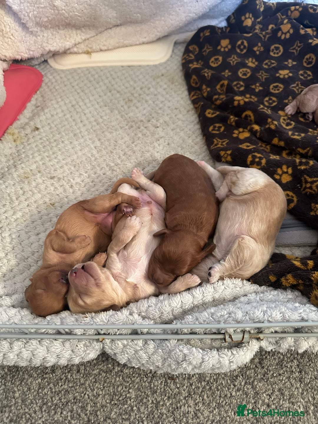 Cockapoo dogs for sale: 6 Beautiful Cockerpoo puppies for sale.  - Advert 5