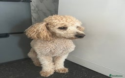 Poodle dogs for stud: Beautiful Poodle Stud - Image 2