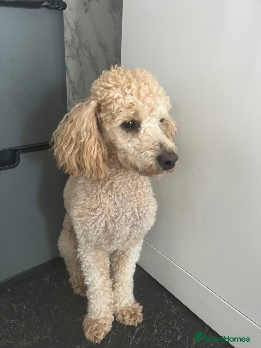 Poodle dogs for stud: Beautiful Poodle Stud - Image 2