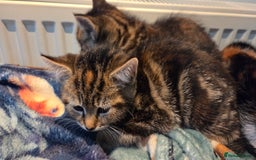 Mixed Breed cats for sale: Mixed Breed Kittens For Sale - Advert 8