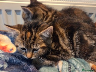 Mixed Breed cats Mixed Breed Kittens For Sale - Advert 3