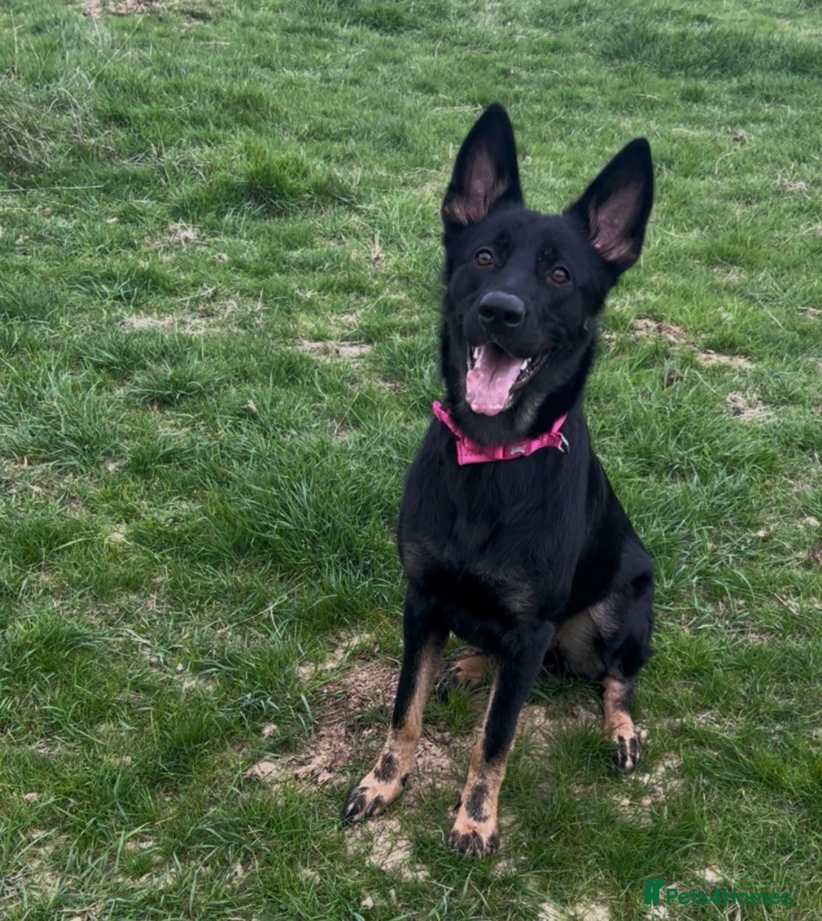 German Shepherd dogs 11 beautiful German shepherd pups  - Advert 18