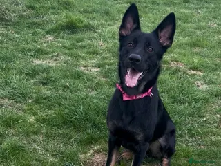 German Shepherd dogs 11 beautiful German shepherd pups - Advert 18