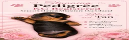 Miniature Dachshund dogs for sale: 🩷Pedigree KC Registered Miniature Dachshunds🩷 - Advert 5