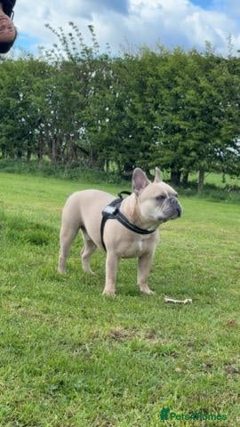 French Bulldog dogs for sale: Bruno French bulldog - Advert 3