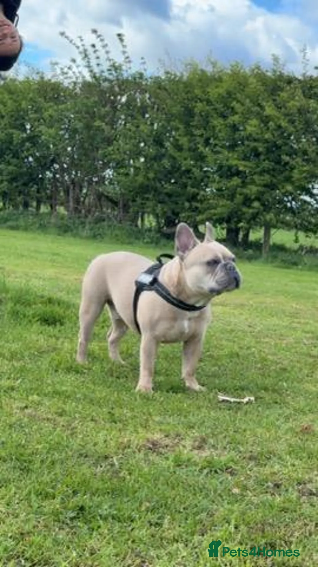 French Bulldog dogs for sale: Bruno French bulldog in Northallerton - Advert 1