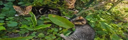 Mixed Breed cats for sale: Cute tabby kittens in London - Advert 12