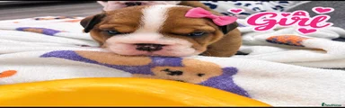 English Bulldog 2