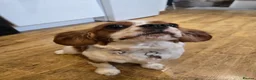 Cavalier King Charles Spaniel dogs for stud: King Charles Cavalier Spaniel  in Stourport-on-Severn - Advert 3