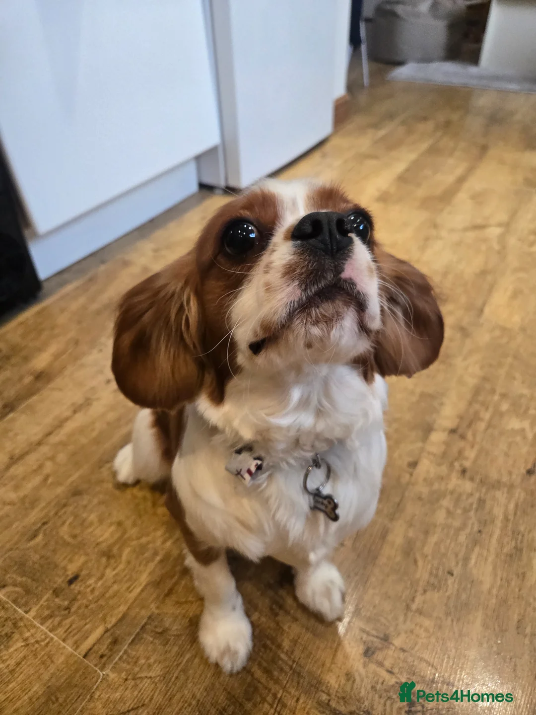 Cavalier King Charles Spaniel dogs for stud: King Charles Cavalier Spaniel  in Stourport-on-Severn - Advert 3