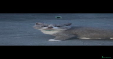 British Shorthair cats - Advert 3