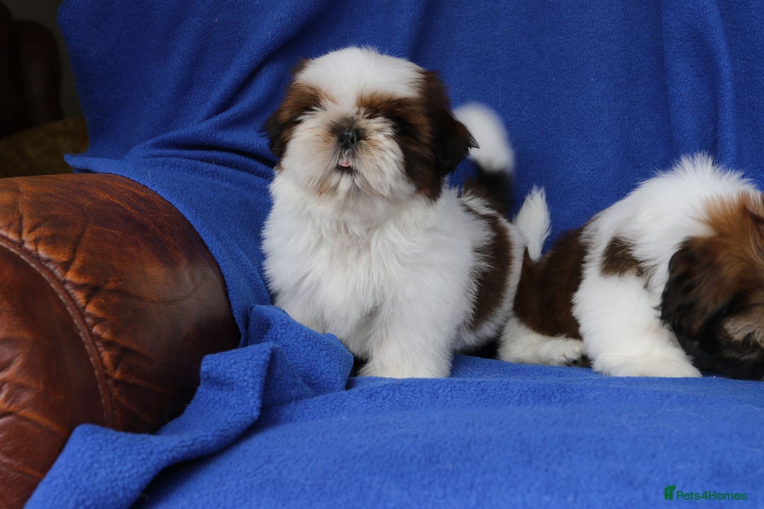 Shih Tzu dogs for sale: Beautiful Shih Tzu Puppies - Image 13