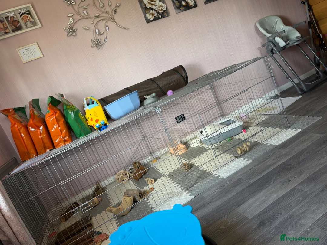 Mixed Breed rabbits for sale: Neutered white male 6 months bunny and enclosure  - Advert 7