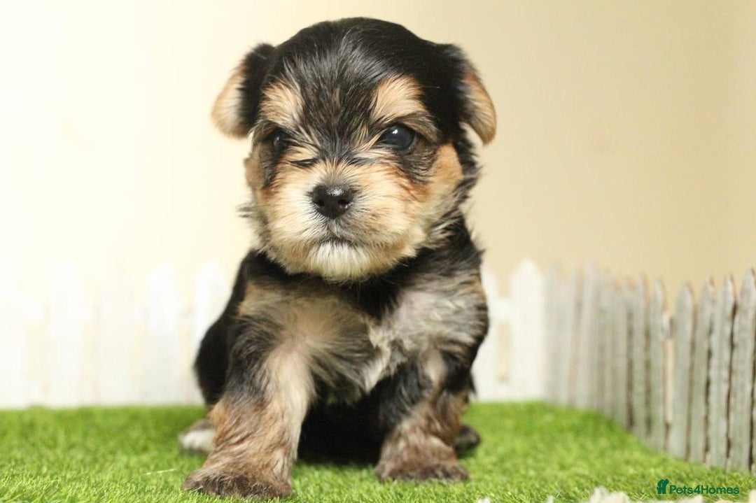 Yorkshire Terrier dogs for sale: Gorgeous Yorkshire puppies  - Image 18