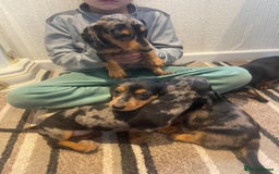 Dachshund dogs for sale: Stunning dachshund puppies for sale males  - Image 8