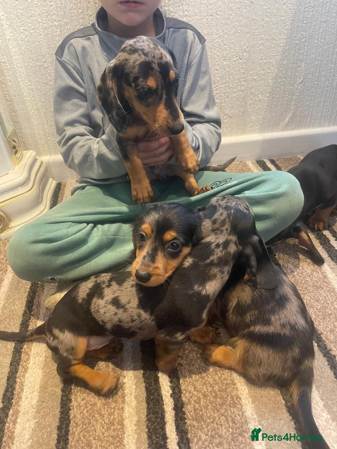 Dachshund dogs for sale: Stunning dachshund puppies for sale males  - Image 8