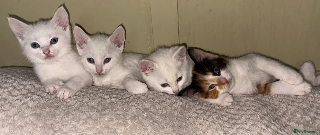 Mixed Breed cats for sale: 4 beautiful kittens ready for a new home.  - Advert 1