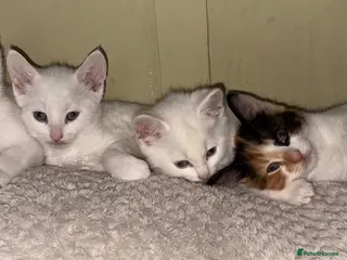 Mixed Breed cats 4 beautiful kittens ready for a new home. - Advert 2