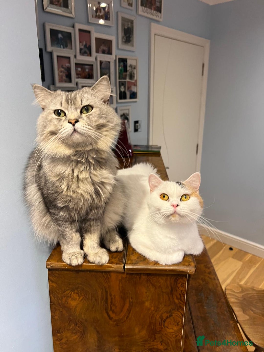 Scottish Fold cats for sale: Scottish Straight purebred kittens  - Image 28
