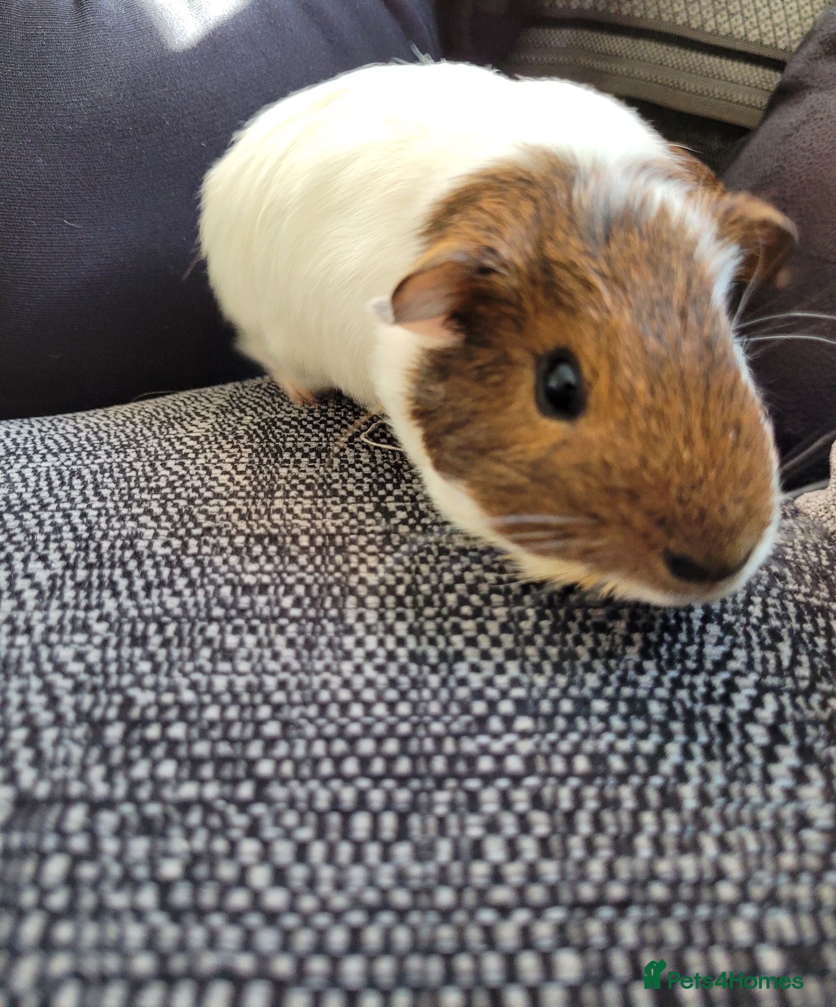Guinea Pig rodents Selma and patty sisters  - Advert 1