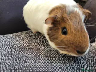 Guinea Pig rodents Selma and patty sisters - Advert 1
