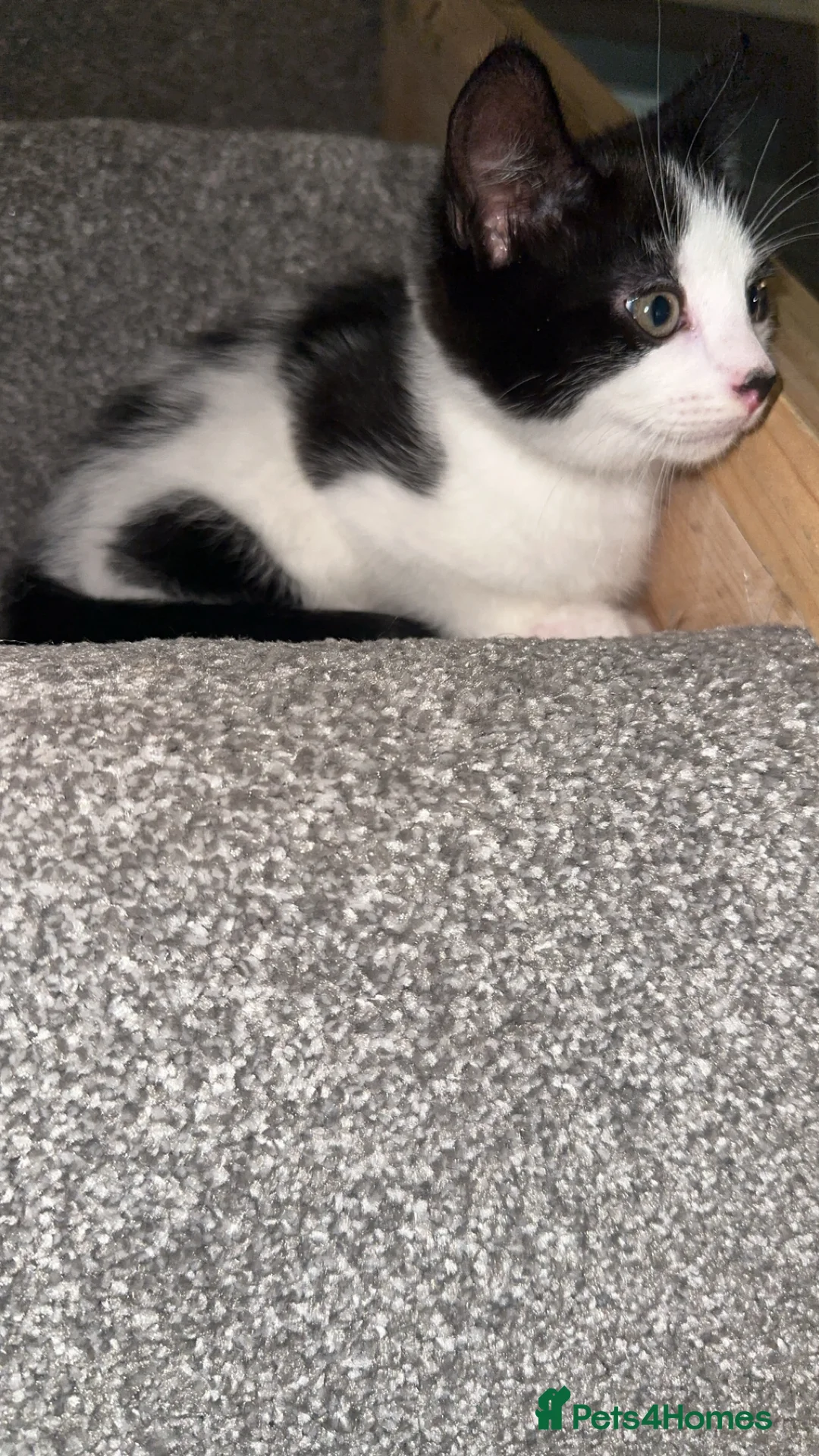 British Shorthair cats for sale: 2 lovely black and white shorthairs - Advert 17