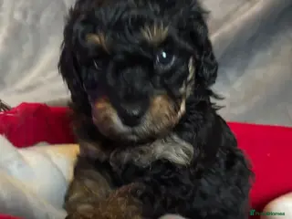 Cavapoochon dogs Beautiful Rare Phantom Toy Cavapoochon Puppies - Advert 5