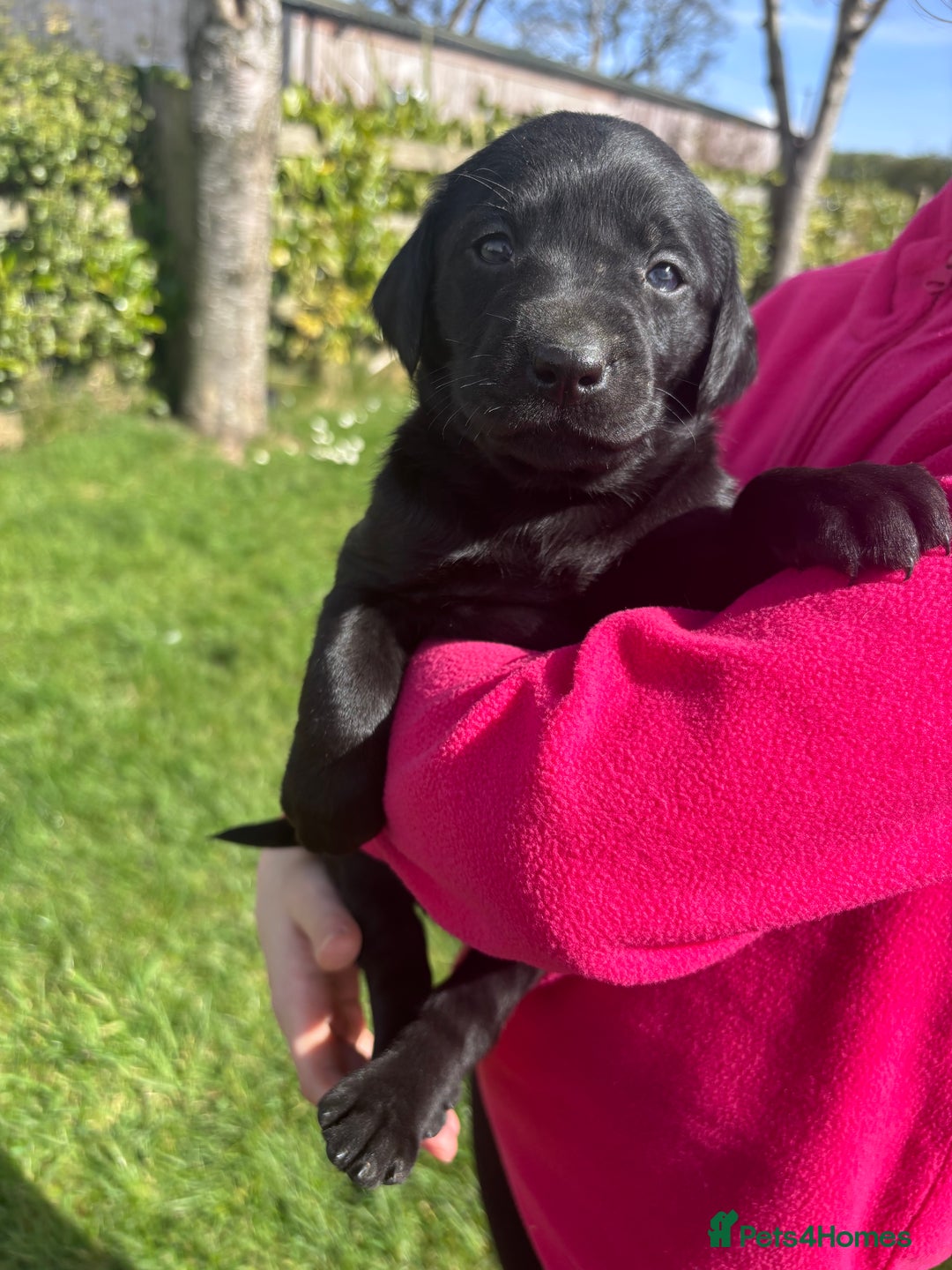 Labrador Retriever dogs for sale: Quality Working Labrador pups for sale  - Advert 8