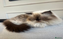 Ragdoll cats for sale: Ragdoll and Himalayan Persian for adoption/sale - Image 5