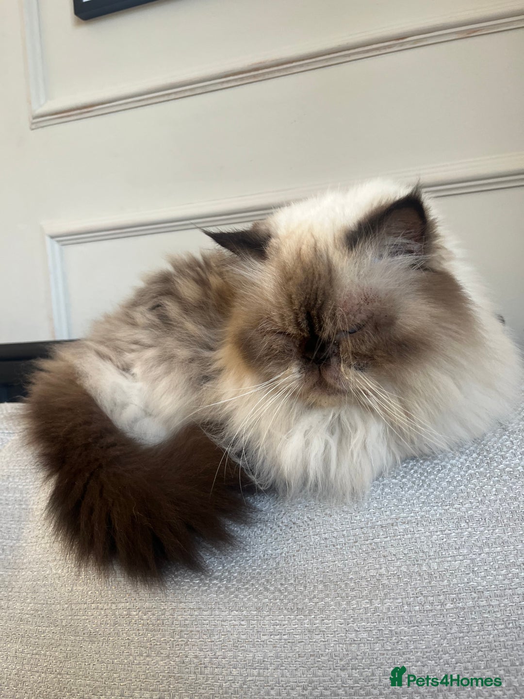 Ragdoll cats for sale: Ragdoll and Himalayan Persian for adoption/sale - Image 5