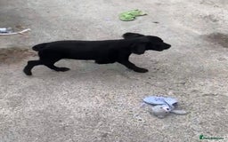 Sprocker dogs for sale: Sprocker pups  - Image 11