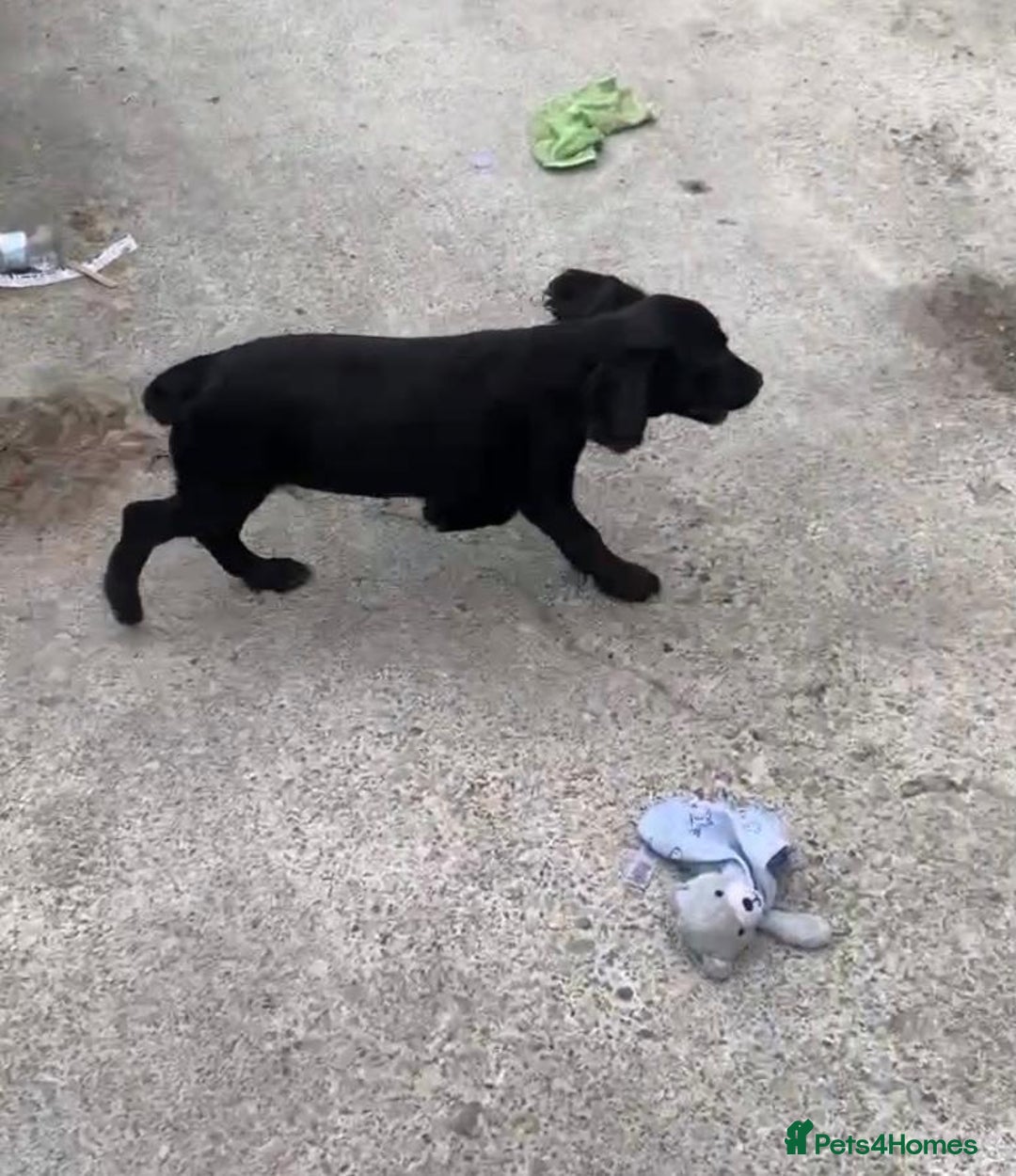 Sprocker dogs for sale: Sprocker pups  - Image 11