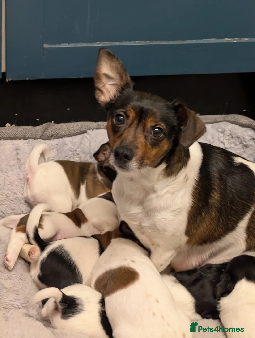 Jack Russell dogs for sale: 🐶 Jack Russell Boys – Ready Monday 23rd Feb🐶 - Advert 10