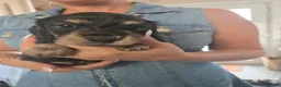 Miniature Dachshund dogs for sale: Miniature Dachshunds - Advert 25