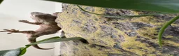Gecko reptiles for sale: Mniarogekko chahoua full set up  - Advert 3