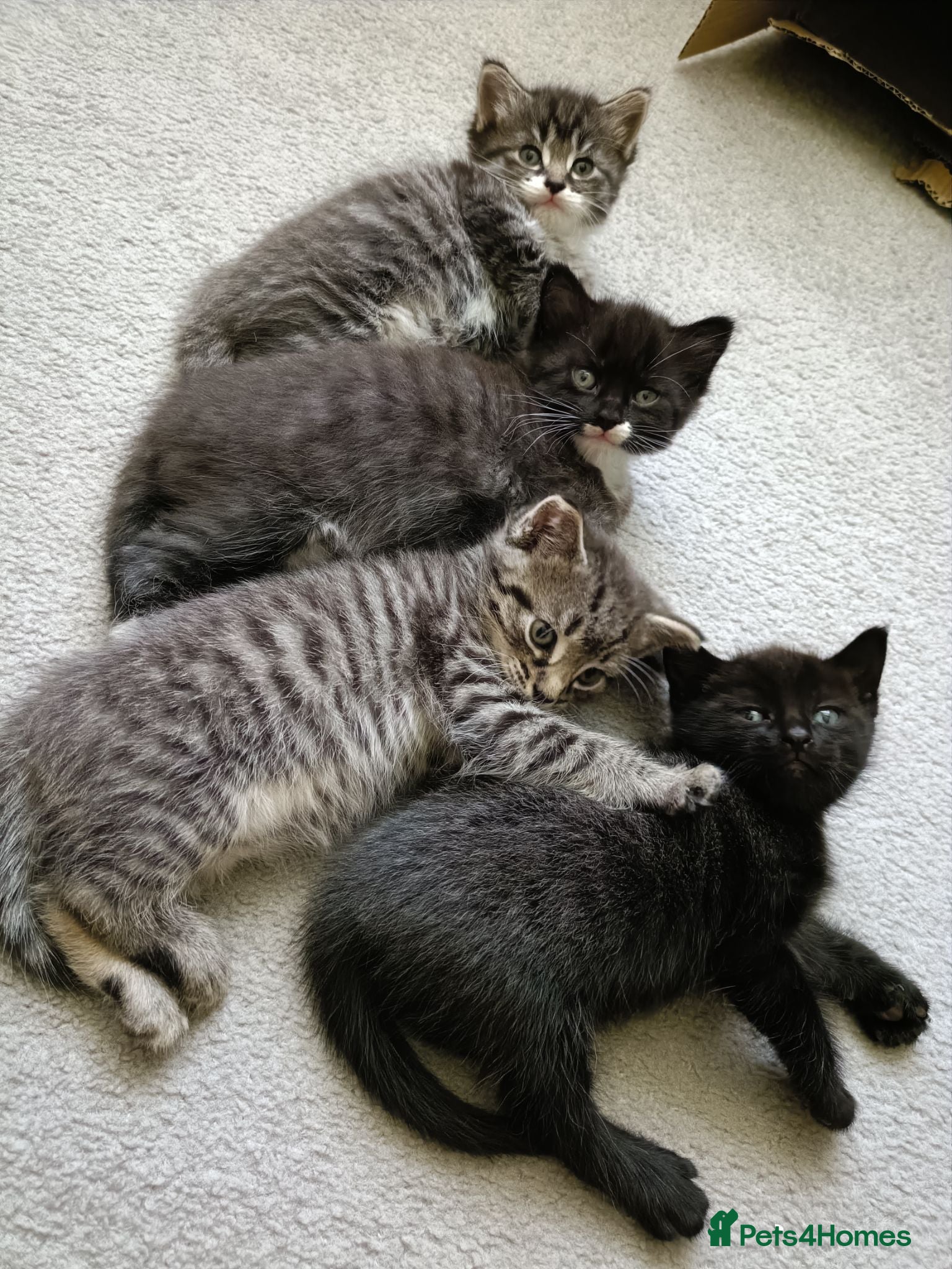 Mixed Breed cats Adorable kittens for sale  - Advert 1