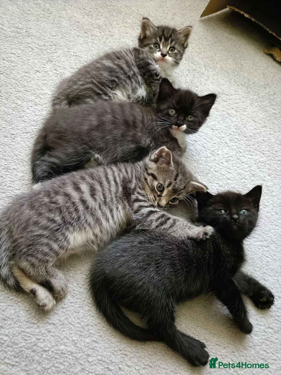 Mixed Breed cats for sale: Adorable kittens for sale  - Advert 1