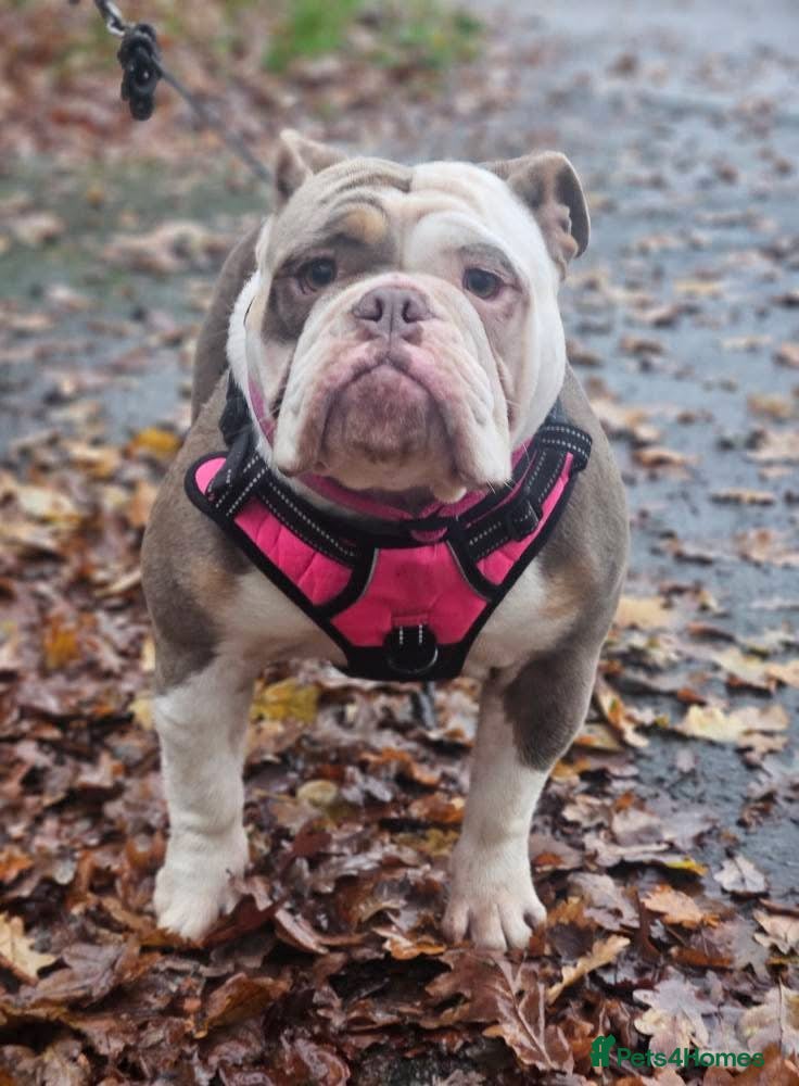 Mixed Breed dogs New English Bulldog - Advert 7