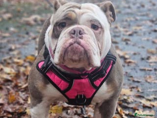 Mixed Breed dogs New English Bulldog - Advert 14