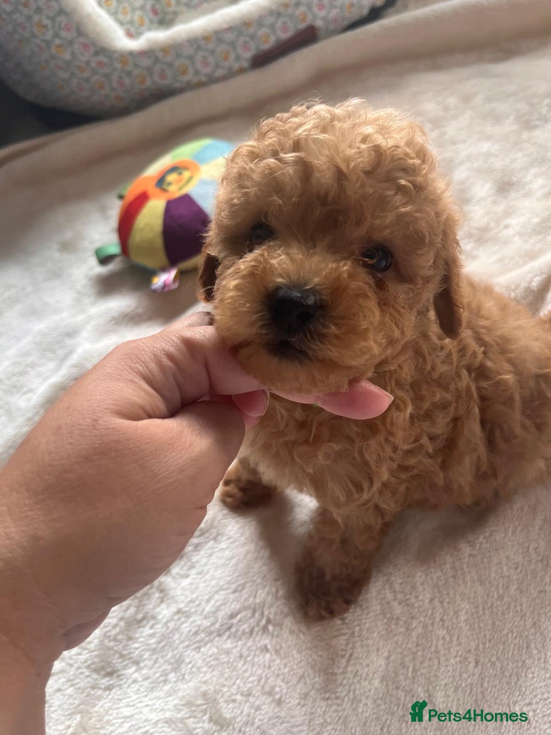 Maltipoo dogs for sale: 💫Tiny Red Boys Available Now💫 - Image 12