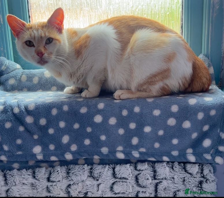 Mixed Breed cats 2 year old female rescue looking for forever home - Advert 5