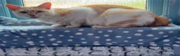 Mixed Breed cats for adoption: 2 year old female rescue looking for forever home - Advert 1