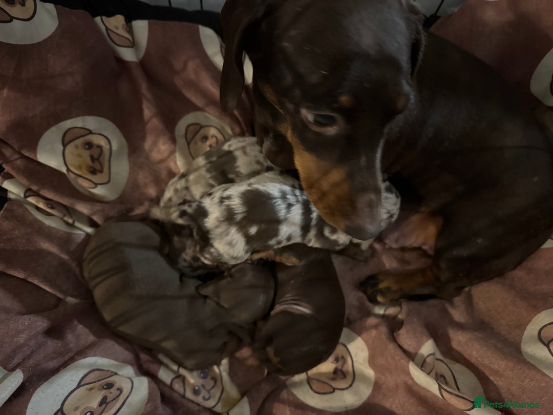 Miniature Dachshund dogs for sale: 5 beutiful miniatures daschunds  - Image 9