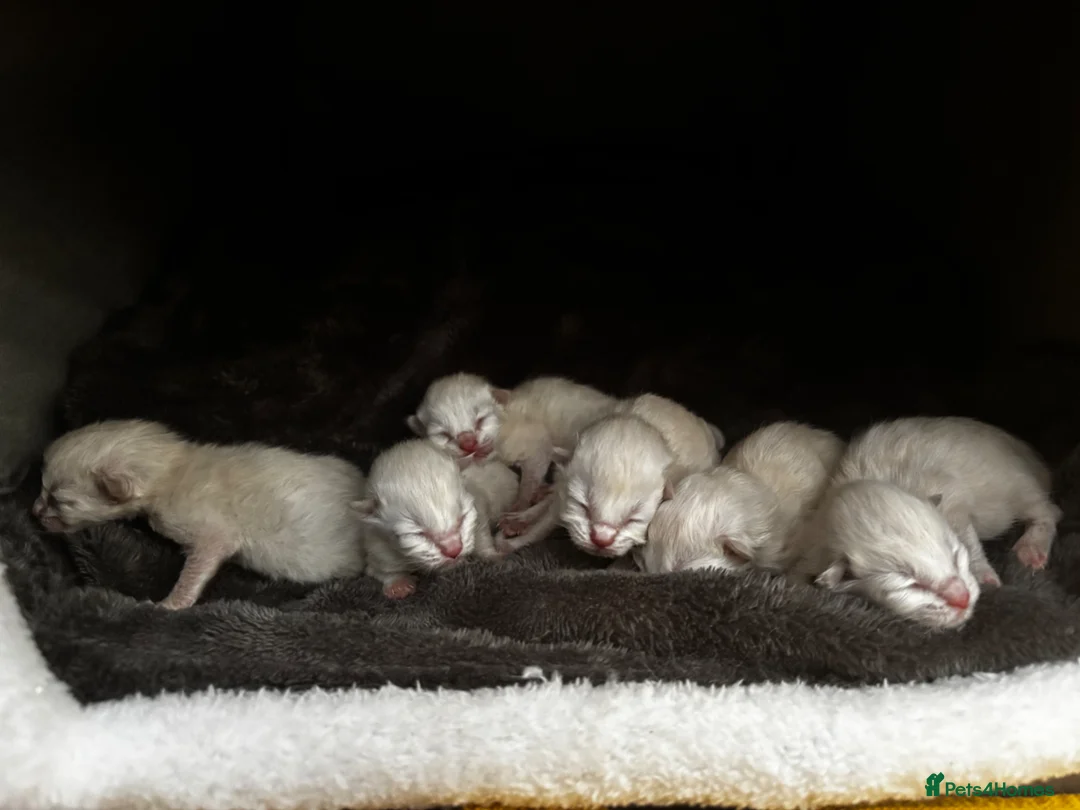 Ragdoll cats for sale: Gorgeous ragdoll kittens  in Mountain Ash - Advert 2