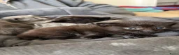 Maine Coon cats for sale: Mainecoon cross kittens looking for a forever home - Advert 22