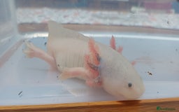 Axolotl reptiles for sale: 3 axolotyls available  - Image 1