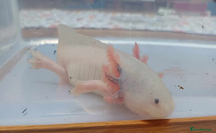 Axolotl reptiles - Advert 2