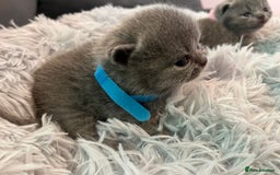 British Shorthair cats for sale: Gentle loving family pets - British Blues  - Image 7